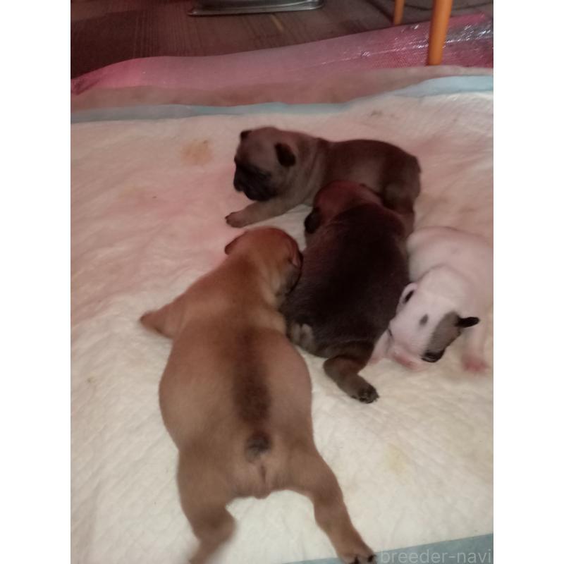 販売中の福岡県のフレンチブルドッグ-429906の4枚目