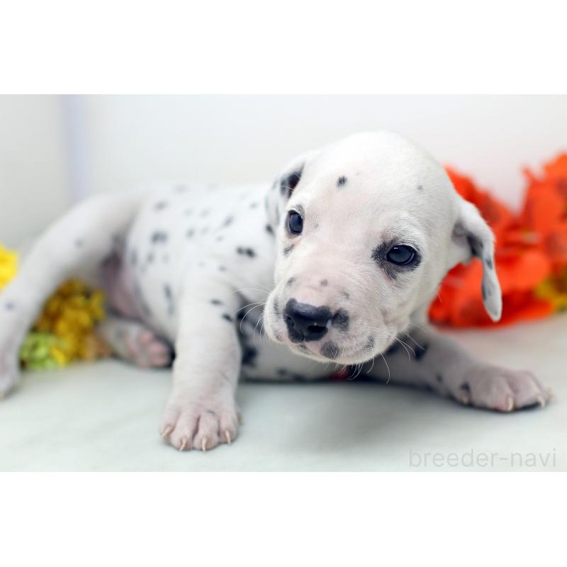 販売中の埼玉県のダルメシアン-434358の8枚目