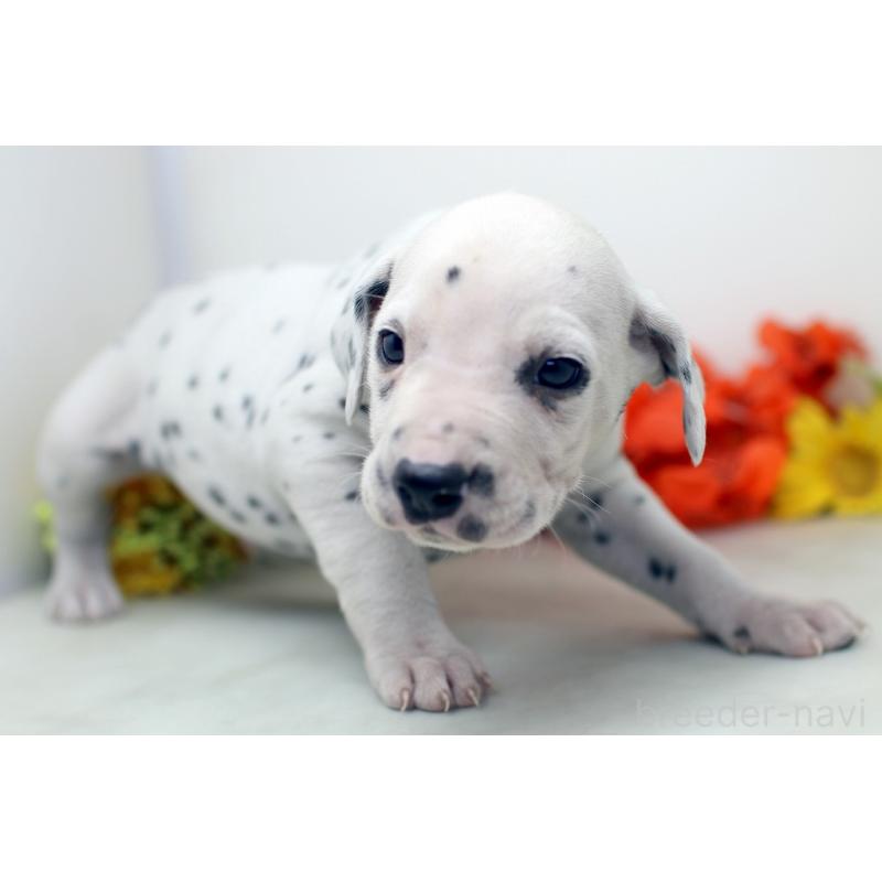 販売中の埼玉県のダルメシアン-434358の7枚目