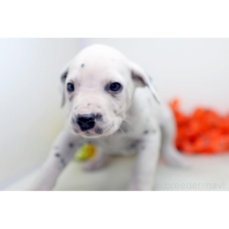 販売中の埼玉県のダルメシアン-434358の6枚目