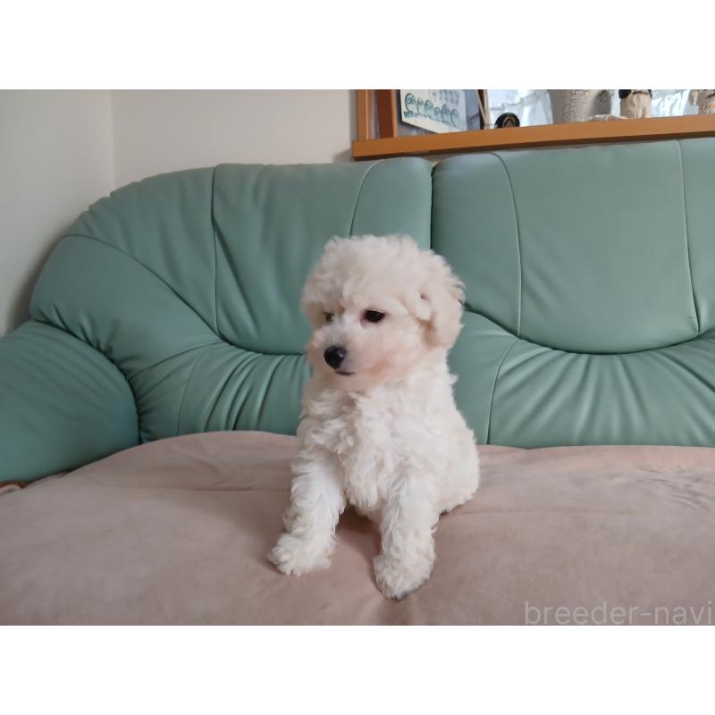 販売中の愛媛県のタイニープードル-434361の3枚目