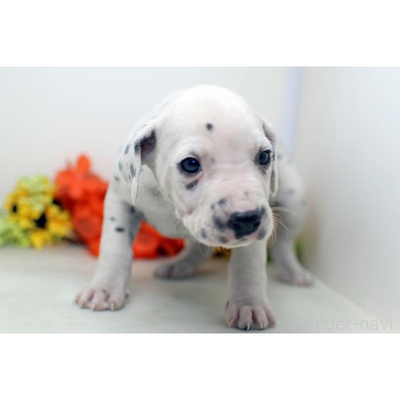 販売中の埼玉県のダルメシアン-434358の5枚目