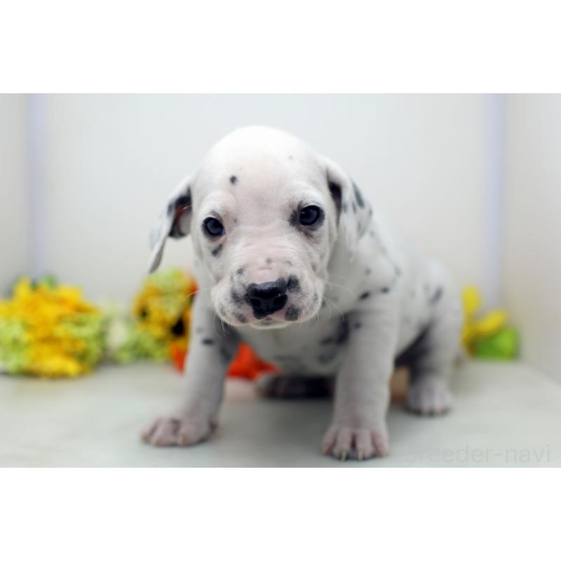 販売中の埼玉県のダルメシアン-434358の4枚目