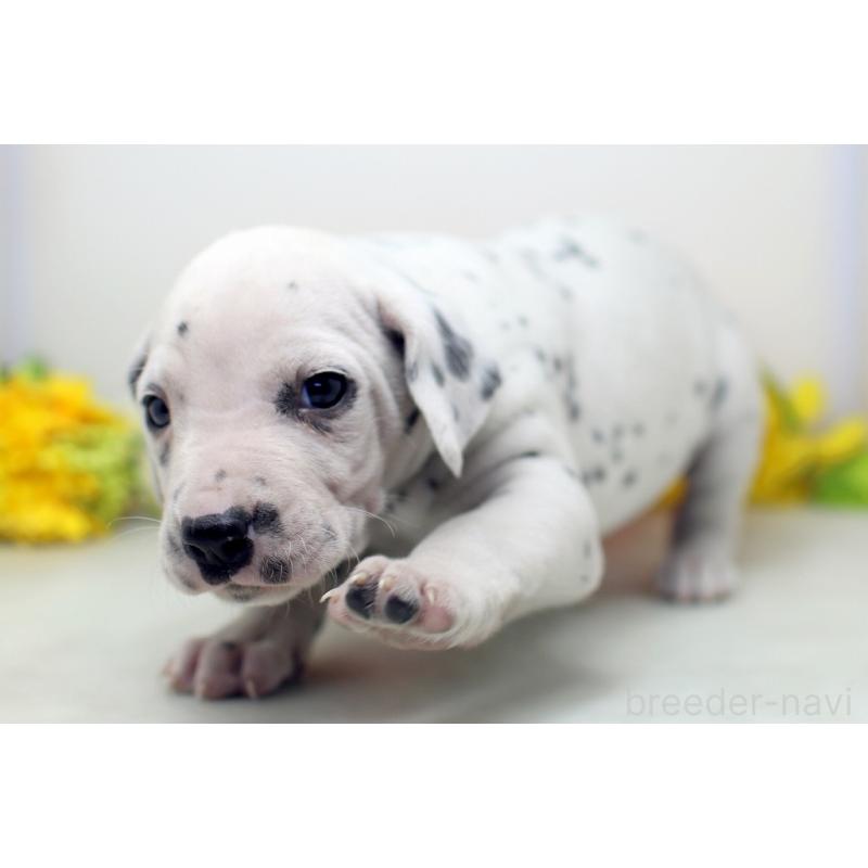 販売中の埼玉県のダルメシアン-434358の3枚目