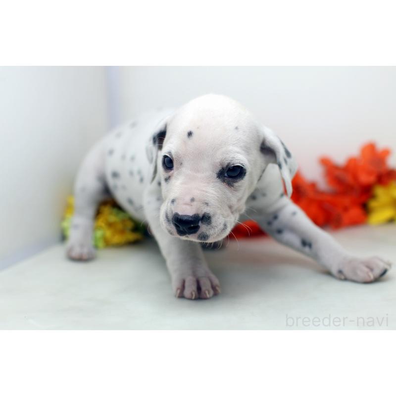 販売中の埼玉県のダルメシアン-434358の2枚目