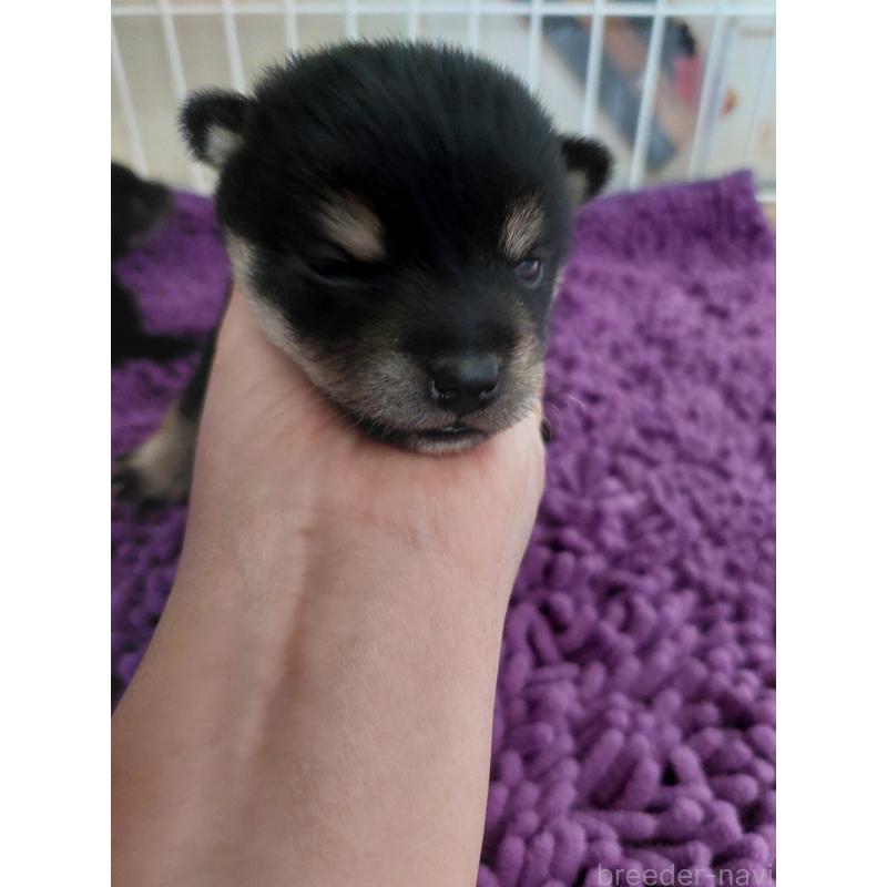 販売中の高知県の豆柴-434359の5枚目