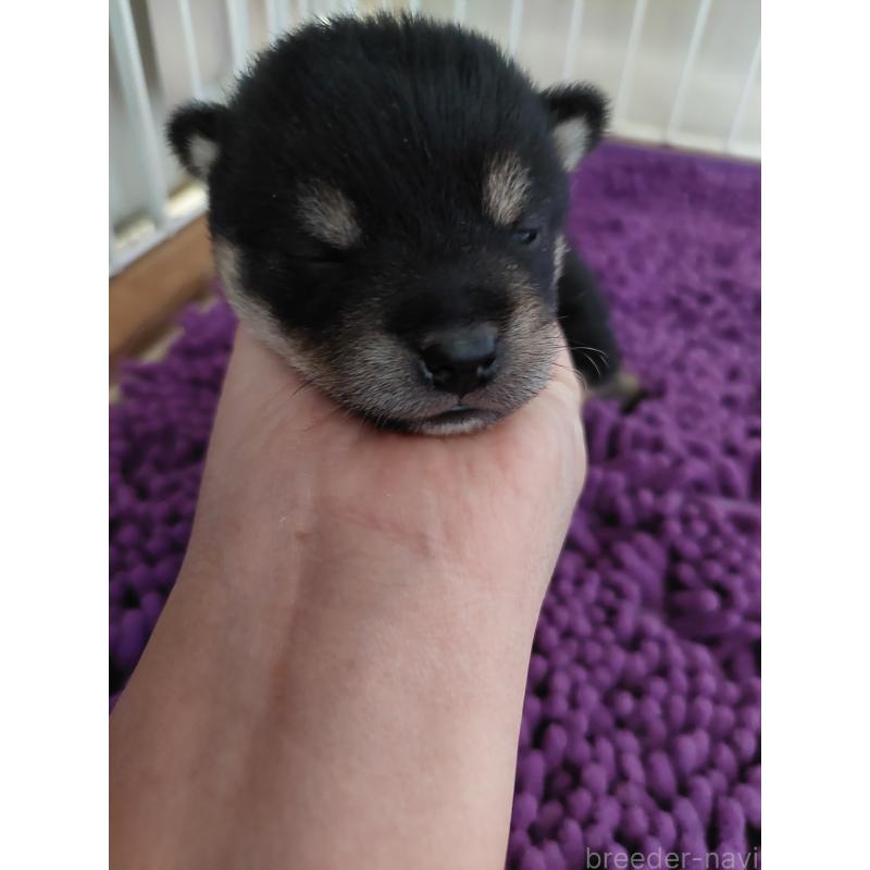 販売中の高知県の豆柴-434359の4枚目