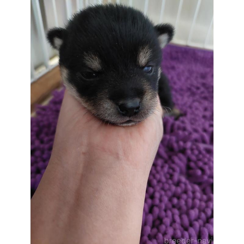 販売中の高知県の豆柴-434359の3枚目