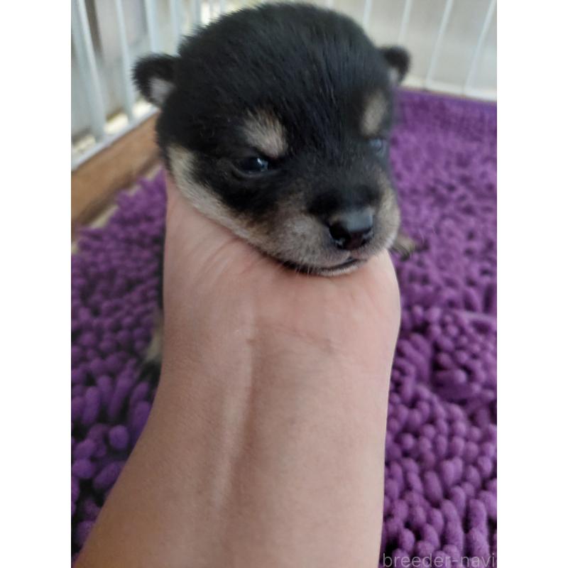 販売中の高知県の豆柴-434359の2枚目