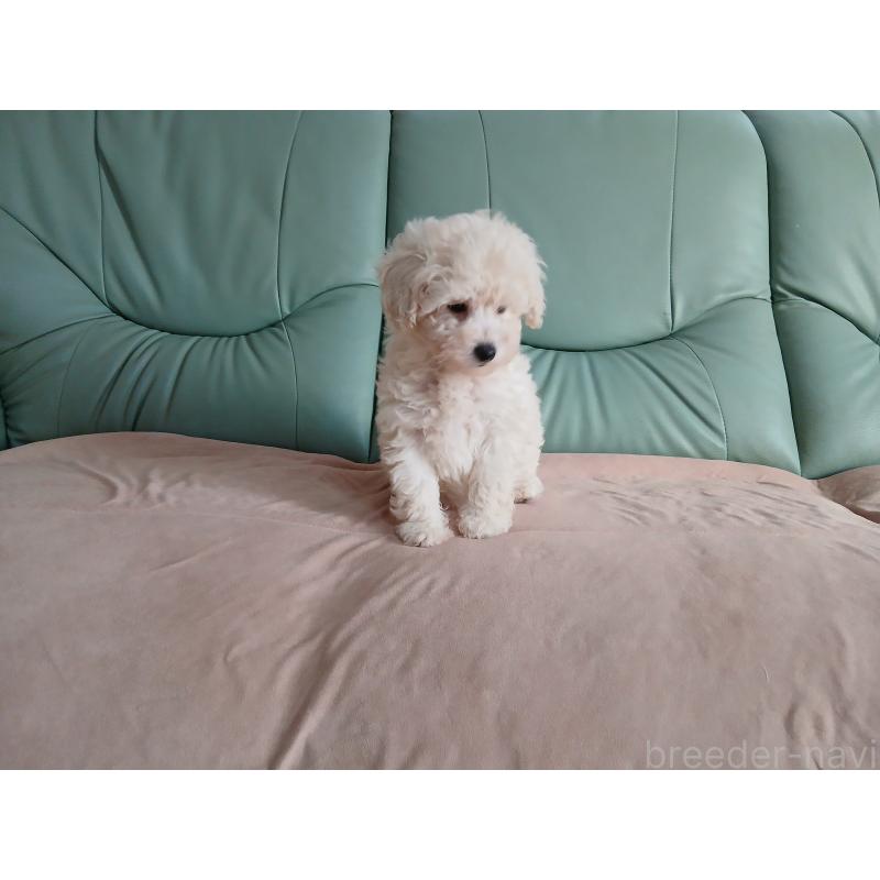 販売中の愛媛県のタイニープードル-434361の2枚目