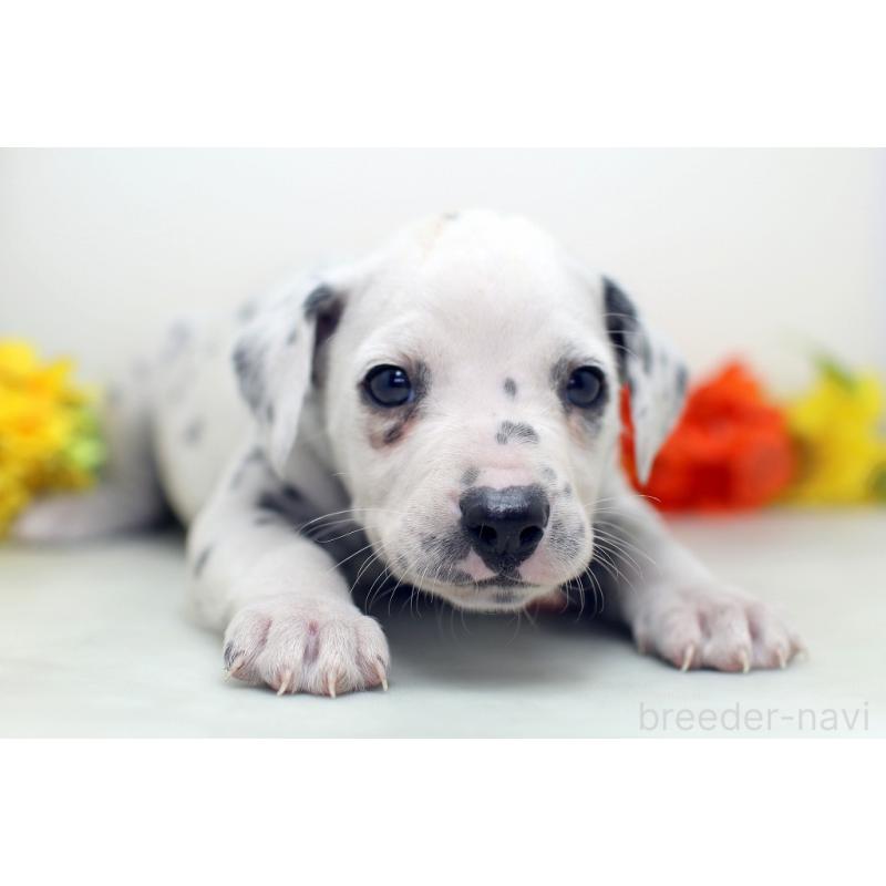 販売中の埼玉県のダルメシアン-434360の8枚目