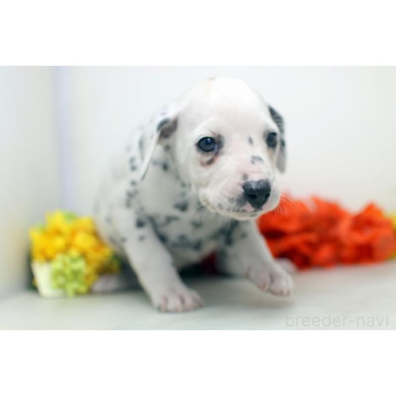 販売中の埼玉県のダルメシアン-434360の7枚目