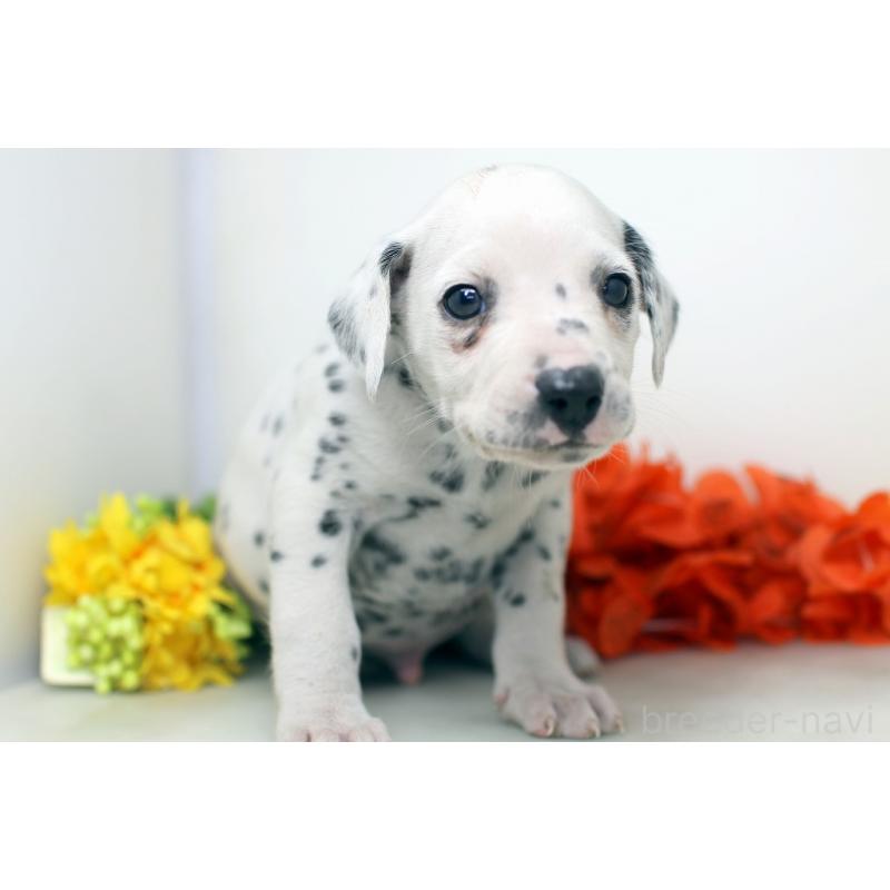 販売中の埼玉県のダルメシアン-434360の6枚目