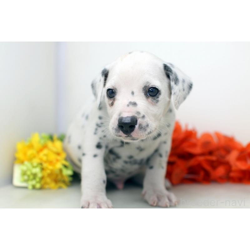 販売中の埼玉県のダルメシアン-434360の5枚目