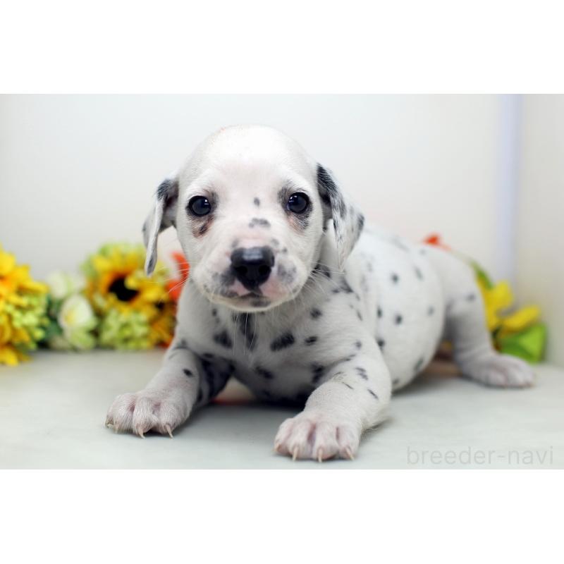 販売中の埼玉県のダルメシアン-434360の4枚目