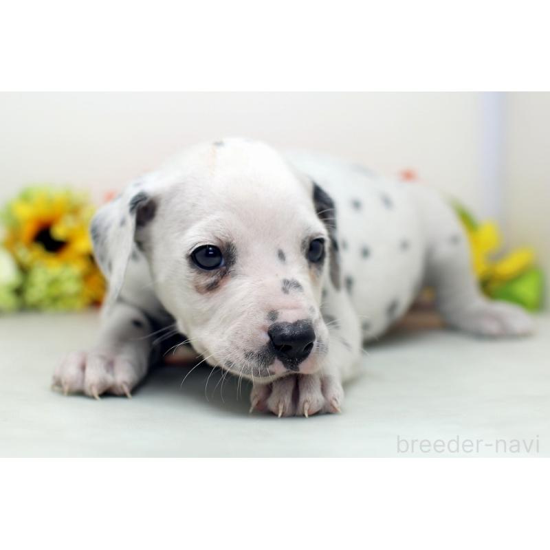 販売中の埼玉県のダルメシアン-434360の3枚目