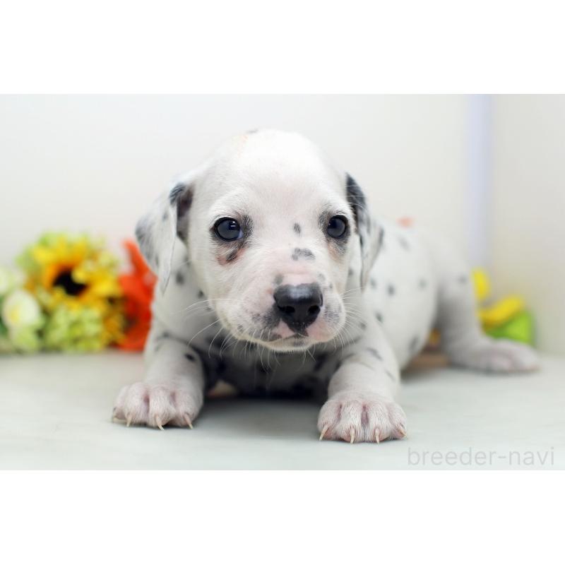 販売中の埼玉県のダルメシアン-434360の2枚目