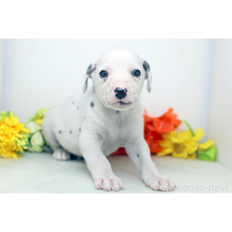 販売中の埼玉県のダルメシアン-434362の8枚目