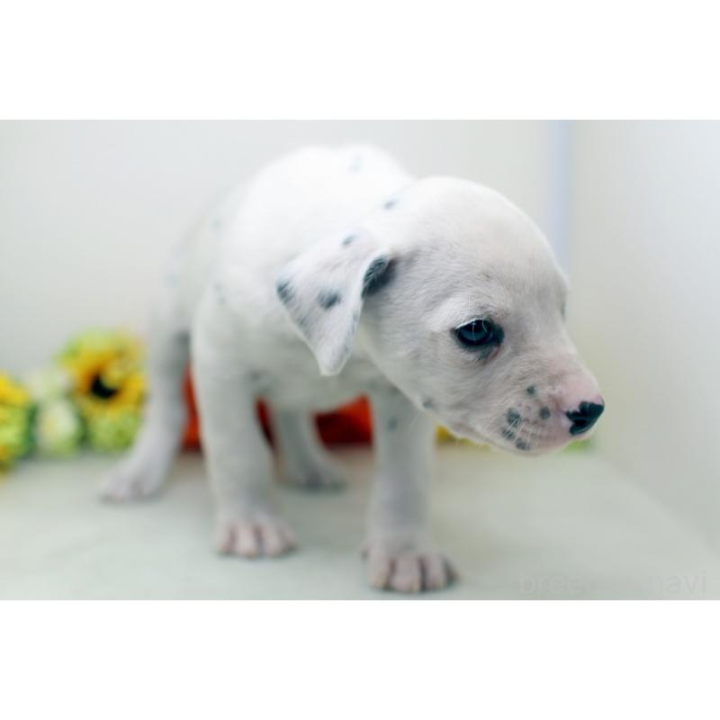 販売中の埼玉県のダルメシアン-434362の7枚目