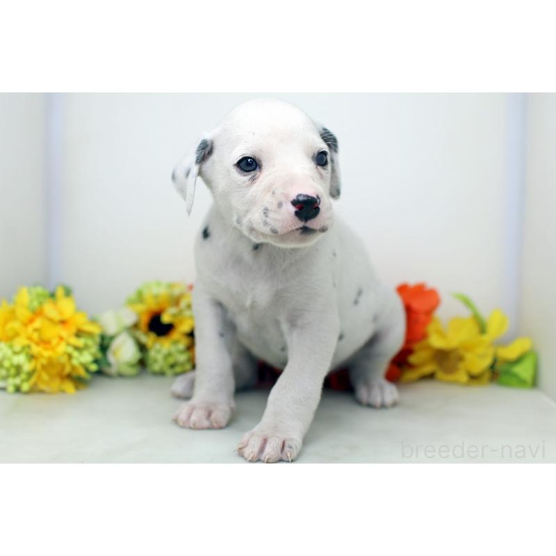 販売中の埼玉県のダルメシアン-434362の6枚目