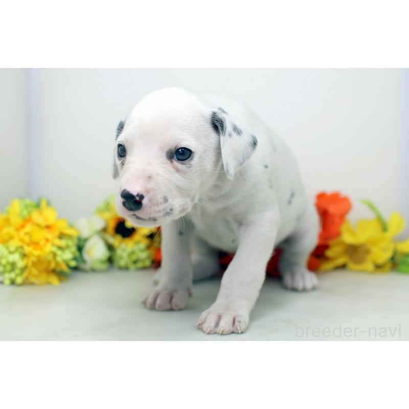 販売中の埼玉県のダルメシアン-434362の5枚目