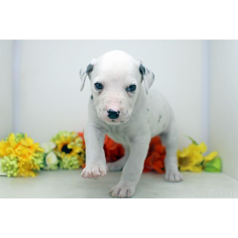 販売中の埼玉県のダルメシアン-434362の4枚目