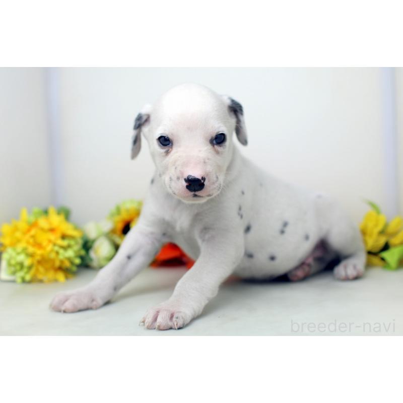 販売中の埼玉県のダルメシアン-434362の3枚目