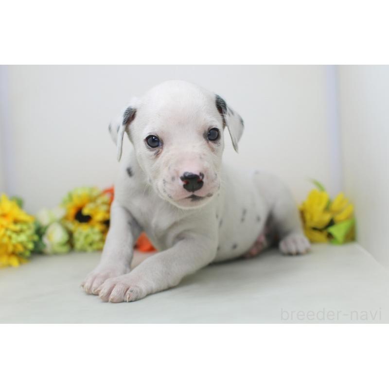 販売中の埼玉県のダルメシアン-434362の2枚目