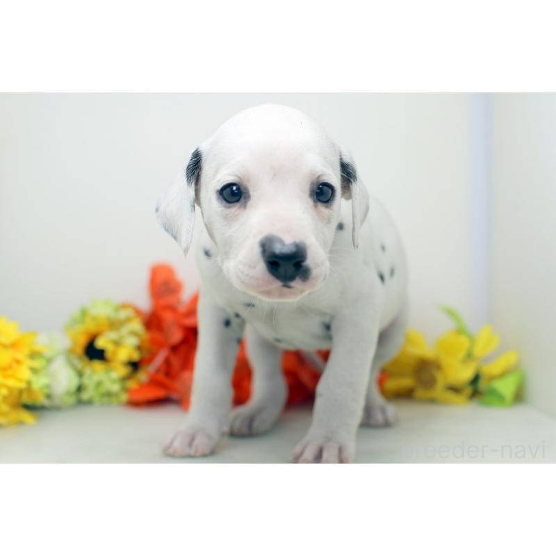 販売中の埼玉県のダルメシアン-434363の8枚目