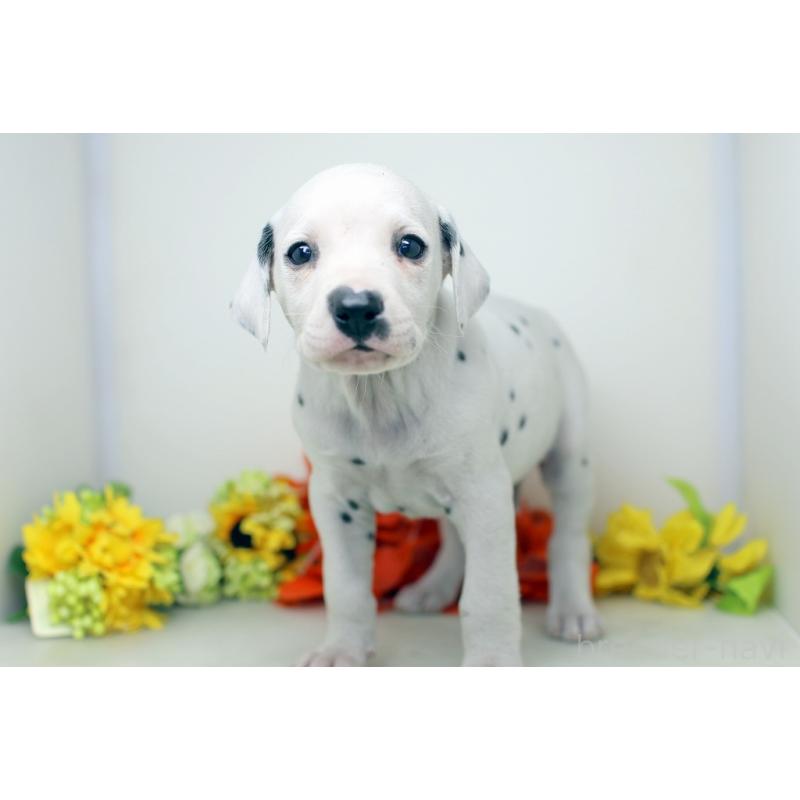 販売中の埼玉県のダルメシアン-434363の7枚目