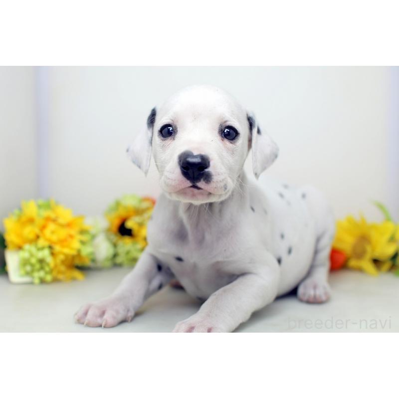 販売中の埼玉県のダルメシアン-434363の6枚目