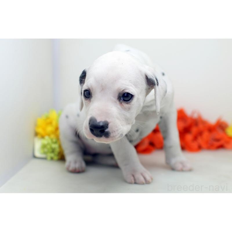 販売中の埼玉県のダルメシアン-434363の5枚目