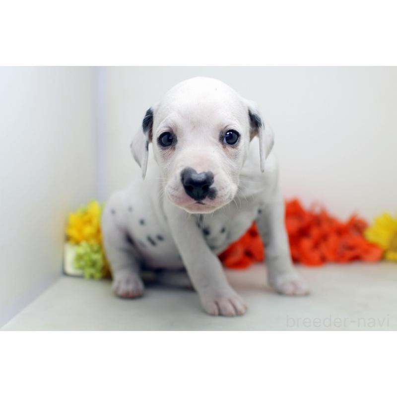 販売中の埼玉県のダルメシアン-434363の4枚目