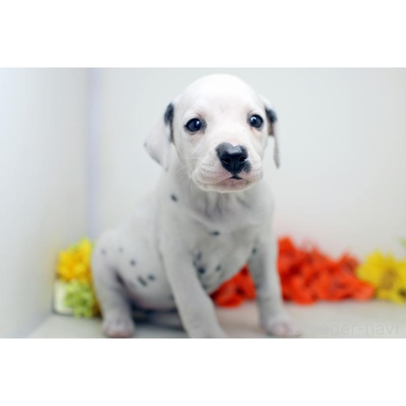 販売中の埼玉県のダルメシアン-434363の3枚目