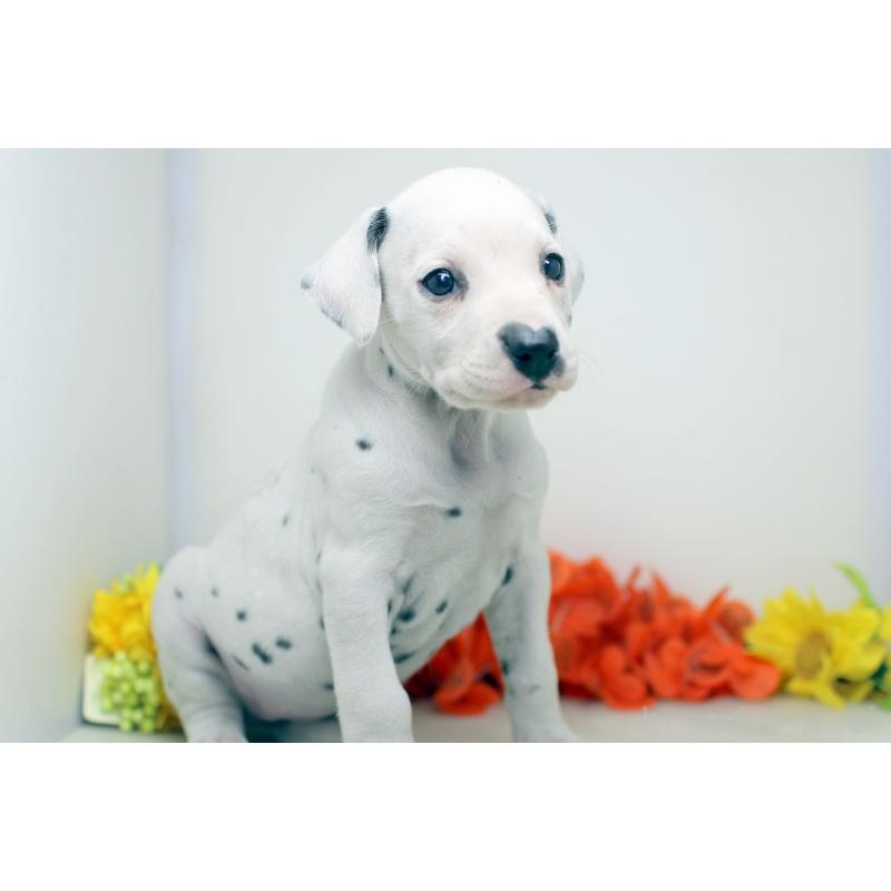 販売中の埼玉県のダルメシアン-434363の2枚目