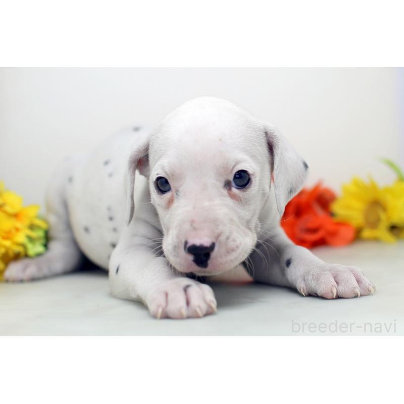 販売中の埼玉県のダルメシアン-434364の8枚目