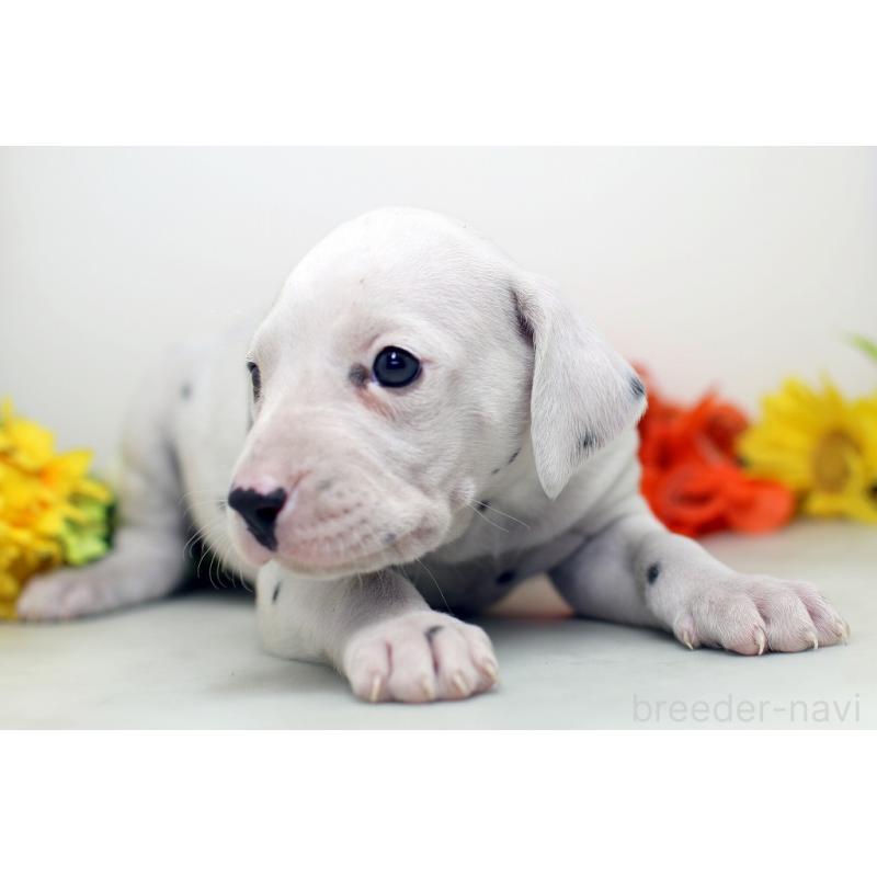 販売中の埼玉県のダルメシアン-434364の7枚目