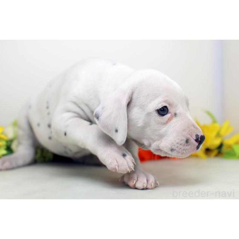 販売中の埼玉県のダルメシアン-434364の6枚目