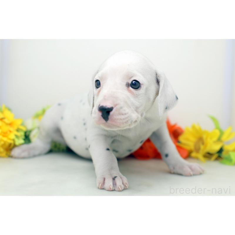 販売中の埼玉県のダルメシアン-434364の5枚目