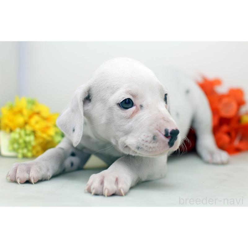 販売中の埼玉県のダルメシアン-434364の4枚目