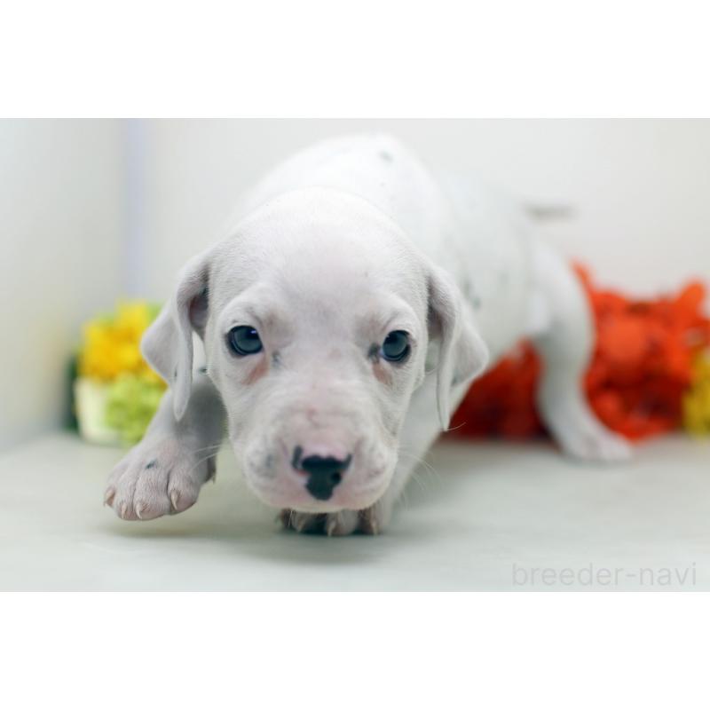 販売中の埼玉県のダルメシアン-434364の3枚目