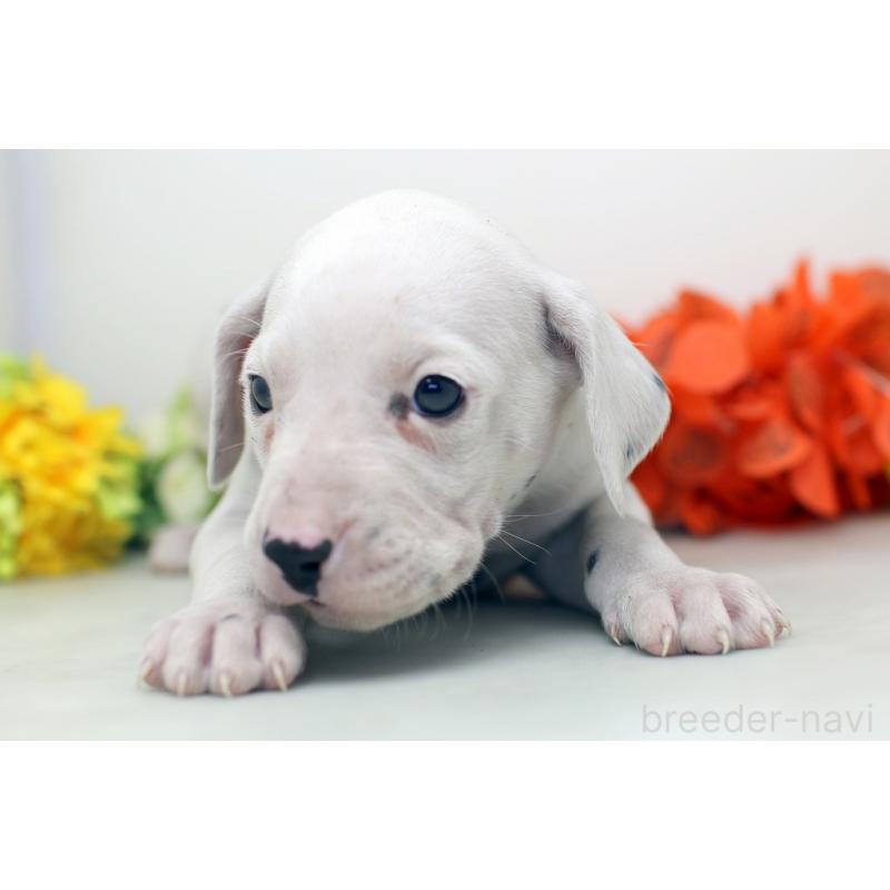 販売中の埼玉県のダルメシアン-434364の2枚目