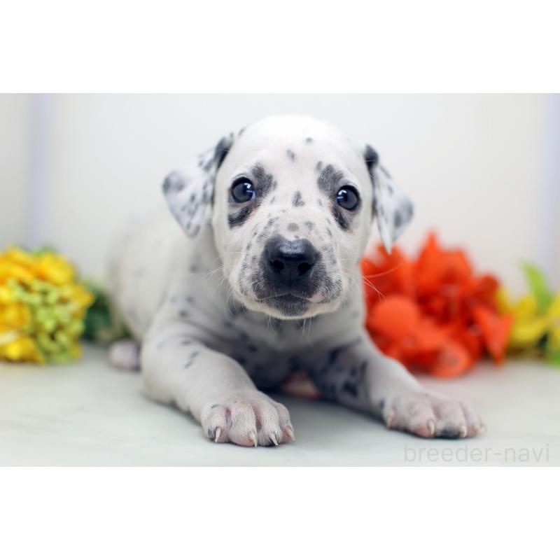 販売中の埼玉県のダルメシアン-434365の8枚目