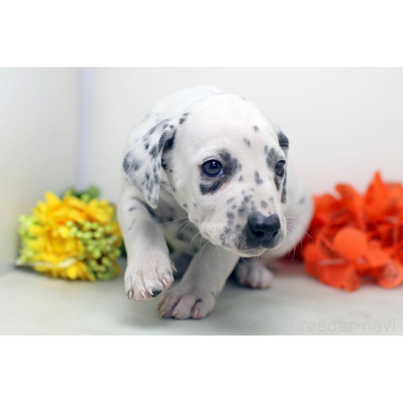 販売中の埼玉県のダルメシアン-434365の7枚目