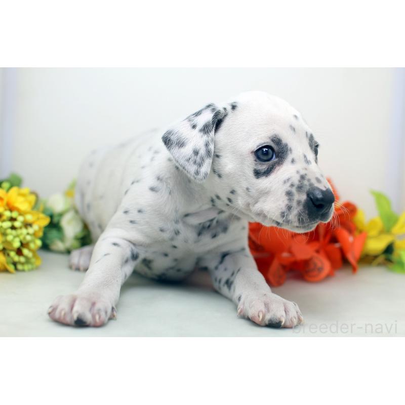 販売中の埼玉県のダルメシアン-434365の6枚目