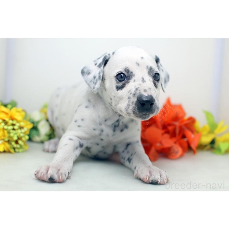 販売中の埼玉県のダルメシアン-434365の5枚目