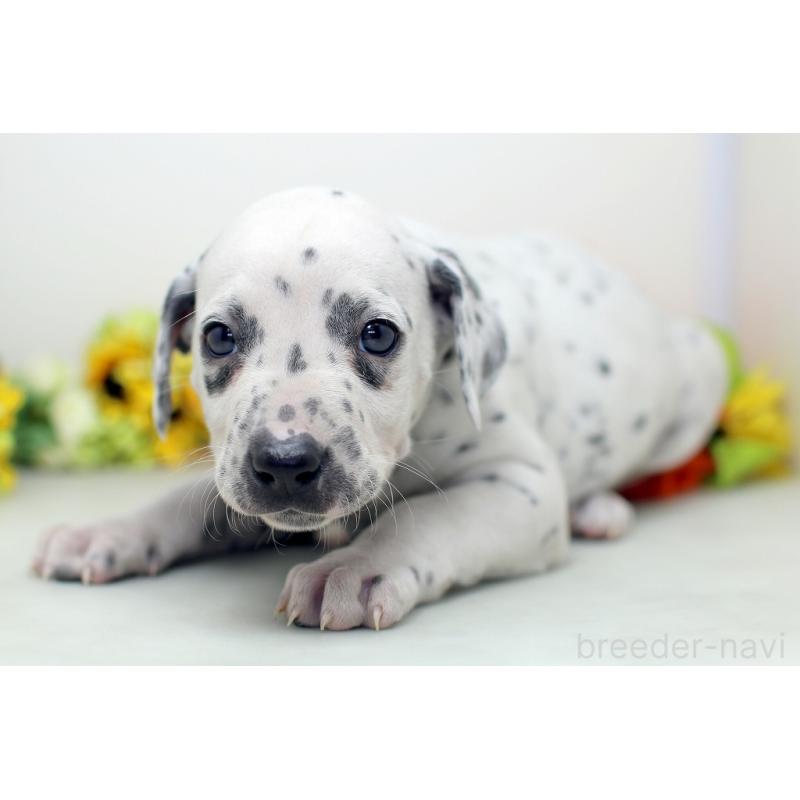 販売中の埼玉県のダルメシアン-434365の4枚目