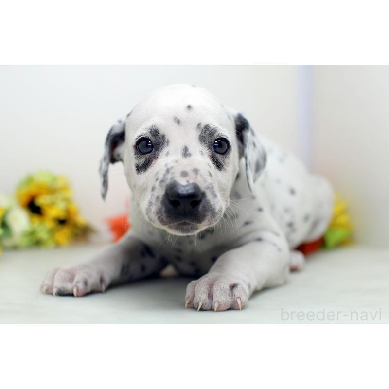 販売中の埼玉県のダルメシアン-434365の3枚目