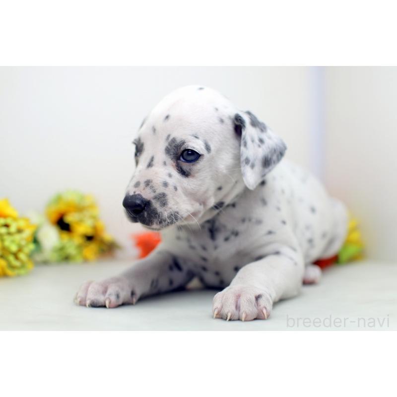 販売中の埼玉県のダルメシアン-434365の2枚目