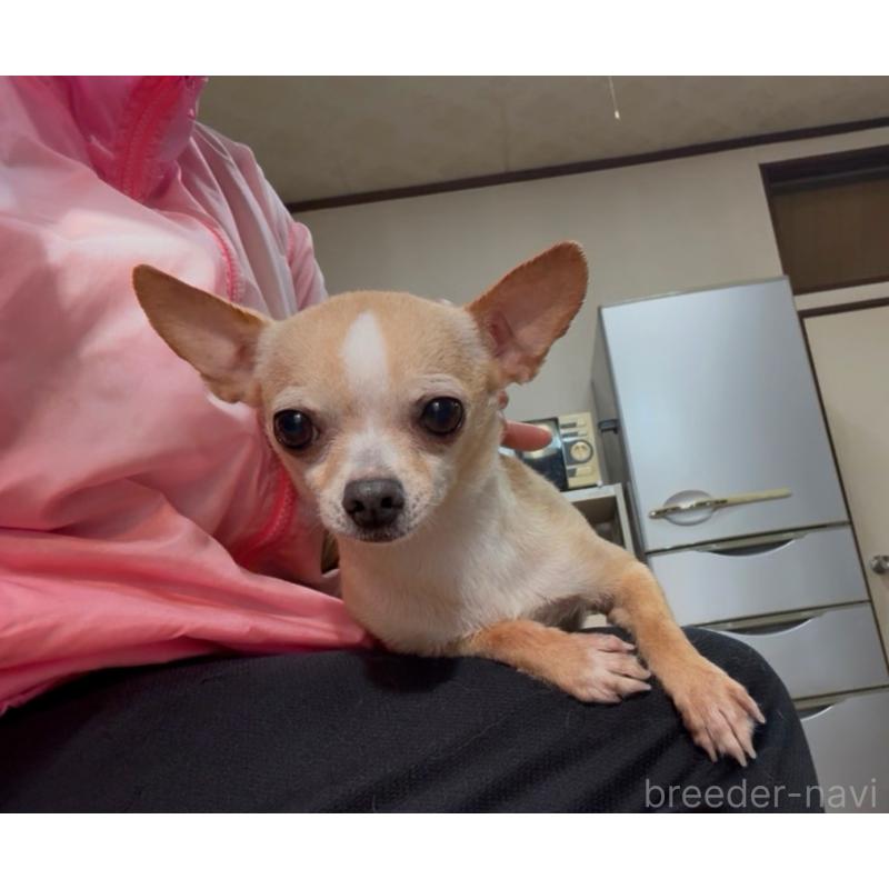 販売中の山口県のチワワ(スムースコート)-434371の6枚目